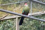 Roodkuif Toerako, Dieren en Toebehoren, Meerdere dieren, Tropenvogel