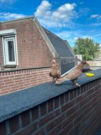 Jonge takla koppel, Dieren en Toebehoren