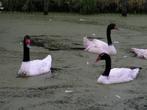 Zwarthals zwanen | Losse mannen te koop | Mooie zwanen, Dieren en Toebehoren, Meerdere dieren, Gans of Zwaan