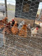 Cochins te koop, Meerdere dieren, Kip