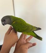 Mega Tamme Lieve 3 Maanden Bonte Boer Papegaai + Kooi, Dieren en Toebehoren, Geslacht onbekend, Papegaai, Pratend