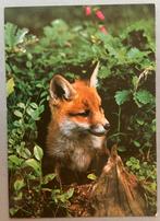 Vos, Ophalen of Verzenden, Wild dier