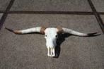 Gebleekte longhorn schedel, Zeer groot aanbod!!!, Ophalen