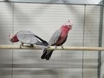 Koppel rosé kaketoes, Dieren en Toebehoren, Vogels | Parkieten en Papegaaien, Meerdere dieren, Parkiet, Geringd