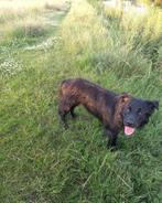 herder labrador mix bijna 1jr, Dieren en Toebehoren, 15 weken tot 1 jaar, CDV (hondenziekte), Eén hond, Nederland