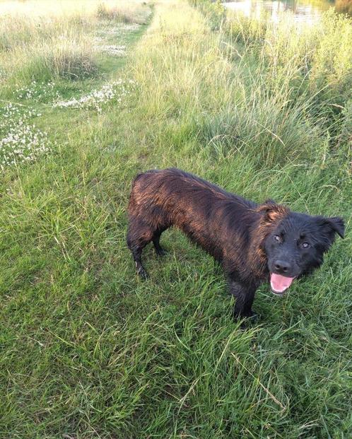 herder labrador mix bijna 1jr, Dieren en Toebehoren, Honden | Retrievers, Spaniëls en Waterhonden, Reu, Overige rassen, Particulier