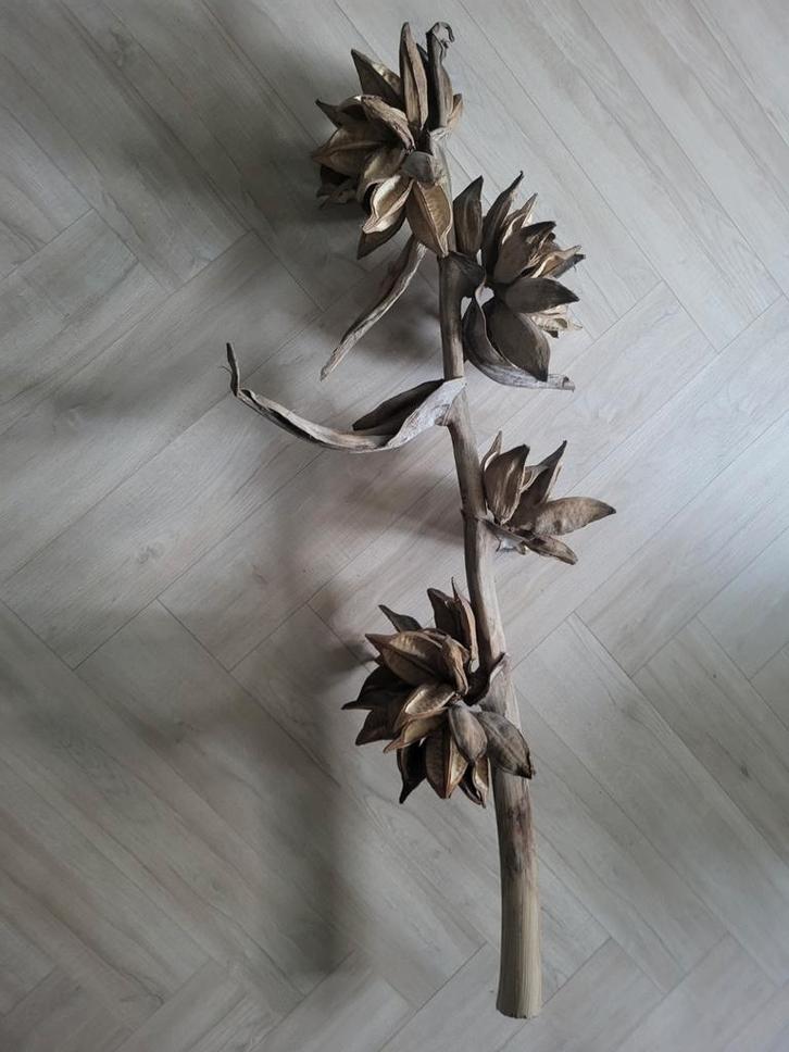 Decoratieve tak met zaaddozen, Huis en Inrichting, Overige Huis en Inrichting, Zo goed als nieuw, Ophalen