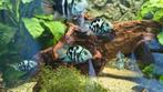 Blue parrot vissen, Dieren en Toebehoren, Vis