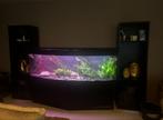 750 liter aquarium met diverse vissen, zsm ophalen., Ophalen of Verzenden, Zo goed als nieuw, Gevuld zoetwateraquarium