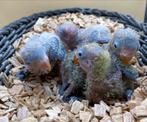 Baby Agapornis fischeri dwergpapegaai 507-510, Dieren en Toebehoren, Vogels | Parkieten en Papegaaien, Geslacht onbekend, Dwergpapegaai of Agapornis