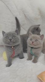 Britse korthaar kittens met stamboom & garantie, Meerdere dieren, Gechipt, 0 tot 2 jaar