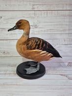 Opgezette Rosse Fluiteend, Verzamelen, Dierenverzamelingen, Ophalen of Verzenden, Nieuw, Vogel, Opgezet dier