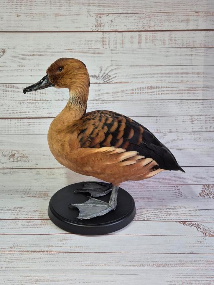 Opgezette Rosse Fluiteend, Verzamelen, Dierenverzamelingen, Nieuw, Opgezet dier, Vogel, Ophalen of Verzenden