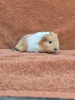 Blauw champagne wit sheltie beertje apart bijzonder zeldzaam, Mannelijk, Cavia, Tam