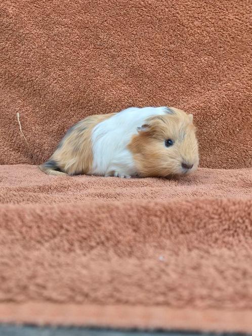 Blauw champagne wit sheltie beertje apart bijzonder zeldzaam, Dieren en Toebehoren, Knaagdieren, Mannelijk, Cavia, Tam