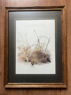 Afbeelding Egel met jonkies in houten lijst, Minder dan 50 cm, Ophalen of Verzenden, Minder dan 50 cm, Print