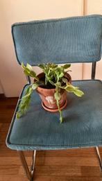 Lid cactus plant, Ophalen of Verzenden, Zo goed als nieuw, Overige kleuren, Twee