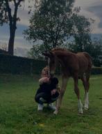Gezocht: bijrijd paard/pony! Bijrijder aangeboden️, Dieren en Toebehoren, Stalling en Weidegang, Toebehoren, 1 paard of pony