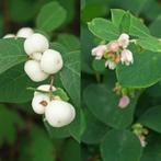 Symphoricarpos, Ophalen, Overige soorten, Struik, Minder dan 100 cm