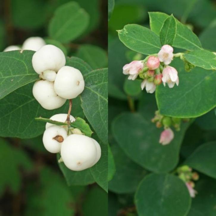 Symphoricarpos, Tuin en Terras, Planten | Struiken en Hagen, Struik, Overige soorten, Minder dan 100 cm, Ophalen