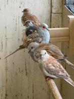 Koppels rode diamant duiven, Meerdere dieren