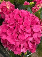 Hortensia - Tuinplanten -  Licht en Donkerroze Hortensia, Ophalen, Zomer, Overige soorten, Halfschaduw