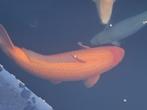 Karashigoi 85 cm, Dieren en Toebehoren, Vissen | Vijvervissen, Karper of Koi