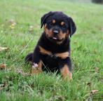Prachtig nestje ouderwetse Rottweiler pups uit geteste ouder, Nederland, CDV (hondenziekte), 8 tot 15 weken, Meerdere