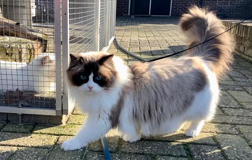 TER DEKKING kwaliteitsvolle ervaren Ragdoll kater. Import, Dieren en Toebehoren, Katten en Kittens | Dekkaters, 0 tot 2 jaar