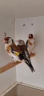 Super mooi koppel Major Putters wildkleur met 1 jong, Dieren en Toebehoren, Vogels | Overige Vogels, Meerdere dieren, Wildzangvogel