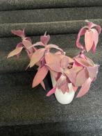 Kamerplant Tradescantia pallida hangplant in beige bloempot, Ophalen of Verzenden