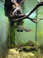 Koppel kersenbuikjes, Vis, Zoetwatervis