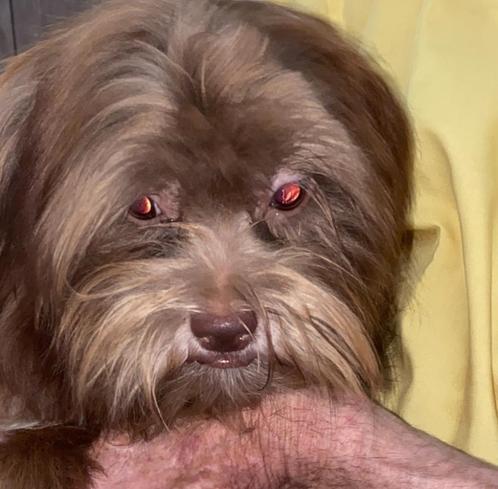 Shi Tzu x toy x Yorkie pup choco pup klein formaat, Dieren en Toebehoren, Honden | Chihuahua's en Gezelschapshonden, Reu, Maltezer