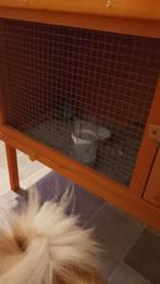 Koppeltje Chinese dwergkwartels, Meerdere dieren, Overige soorten