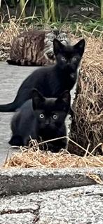 Mooie boerderij kittens, Dieren en Toebehoren, Katten en Kittens | Overige Katten, Meerdere dieren, Kortharig, 0 tot 2 jaar