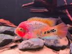 vieja synspilum/melanura blue spotted cichliden, Vis