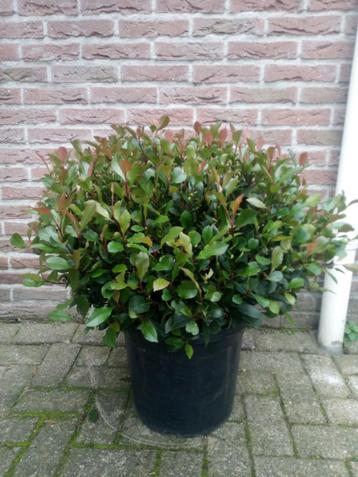 Planten  beschikbaar voor biedingen