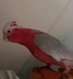 rose kaketoe vaste voetring.Zeer mooie en gezonde papegaai,, Dieren en Toebehoren, Vogels | Parkieten en Papegaaien, Mannelijk