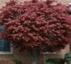 Acer palm. Bloodgood (rode, japanse esdoorn) div. maten pot, Ophalen, Bloeit niet, Overige soorten, Halfschaduw