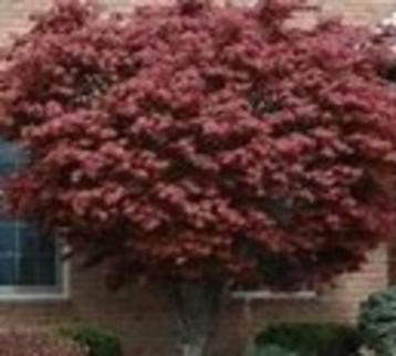 Acer palm. Bloodgood (rode, japanse esdoorn) div. maten pot beschikbaar voor biedingen