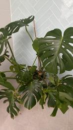 Monstera stekken, Huis en Inrichting, Kamerplanten, Overige soorten, 100 tot 150 cm, Halfschaduw, In pot