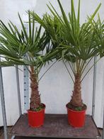 Trachycarpus fortunei  Winterhard  1,80 hoog, Minder dan 100 cm, Zomer, Palmboom, Ophalen