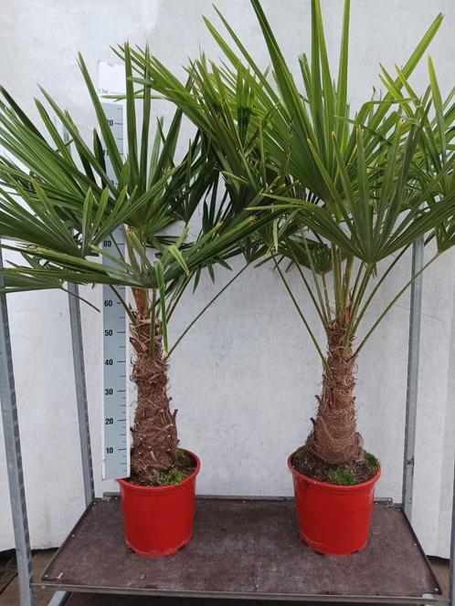 Trachycarpus fortunei  Winterhard  1,80 hoog, Tuin en Terras, Planten | Bomen, Palmboom, Minder dan 100 cm, Volle zon, Zomer, Ophalen