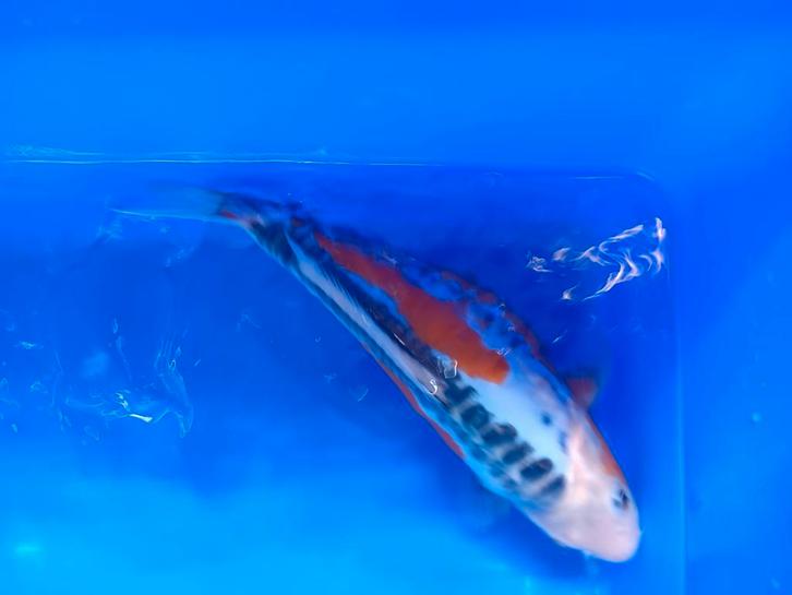 Te koop prachtige Shusui koi 35 a 40cm, Dieren en Toebehoren, Vissen | Vijvervissen, Karper of Koi