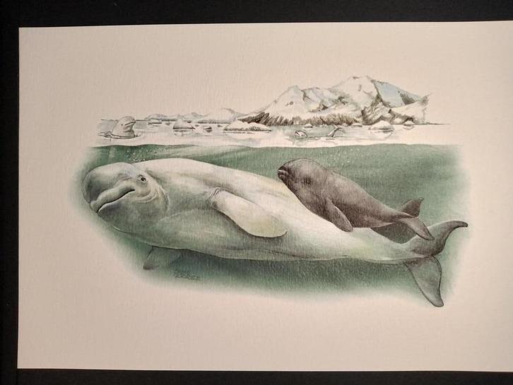 Witte Dolfijn, Verzamelen, Foto's en Prenten, Zo goed als nieuw, Prent, Dier, 1980 tot heden, Verzenden