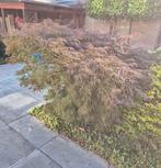 Japanse Esdoorn, Tuin en Terras, Planten | Struiken en Hagen, Ophalen, Esdoorn, Struik, 100 tot 250 cm