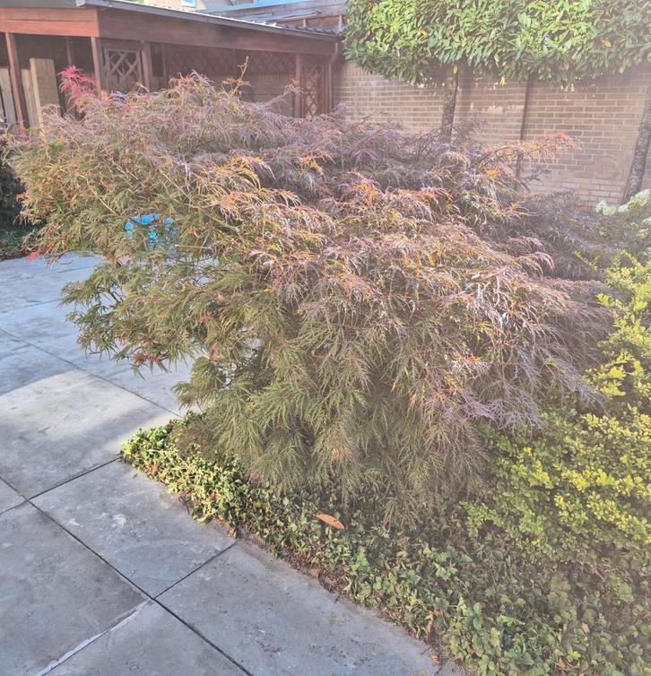 Japanse Esdoorn, Tuin en Terras, Planten | Struiken en Hagen, Struik, Esdoorn, 100 tot 250 cm, Ophalen