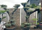 Olea europaea bonsai olijfboom pon pon 80-100, Tuin en Terras, Planten | Bomen, Olijfboom, Zomer, Volle zon, Ophalen of Verzenden