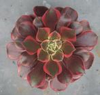 Aeonium Canary groot, Vetplant, Ophalen of Verzenden, Minder dan 100 cm, Volle zon