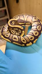0.1 Koningspython - Ballpython - Python Regius, Dieren en Toebehoren